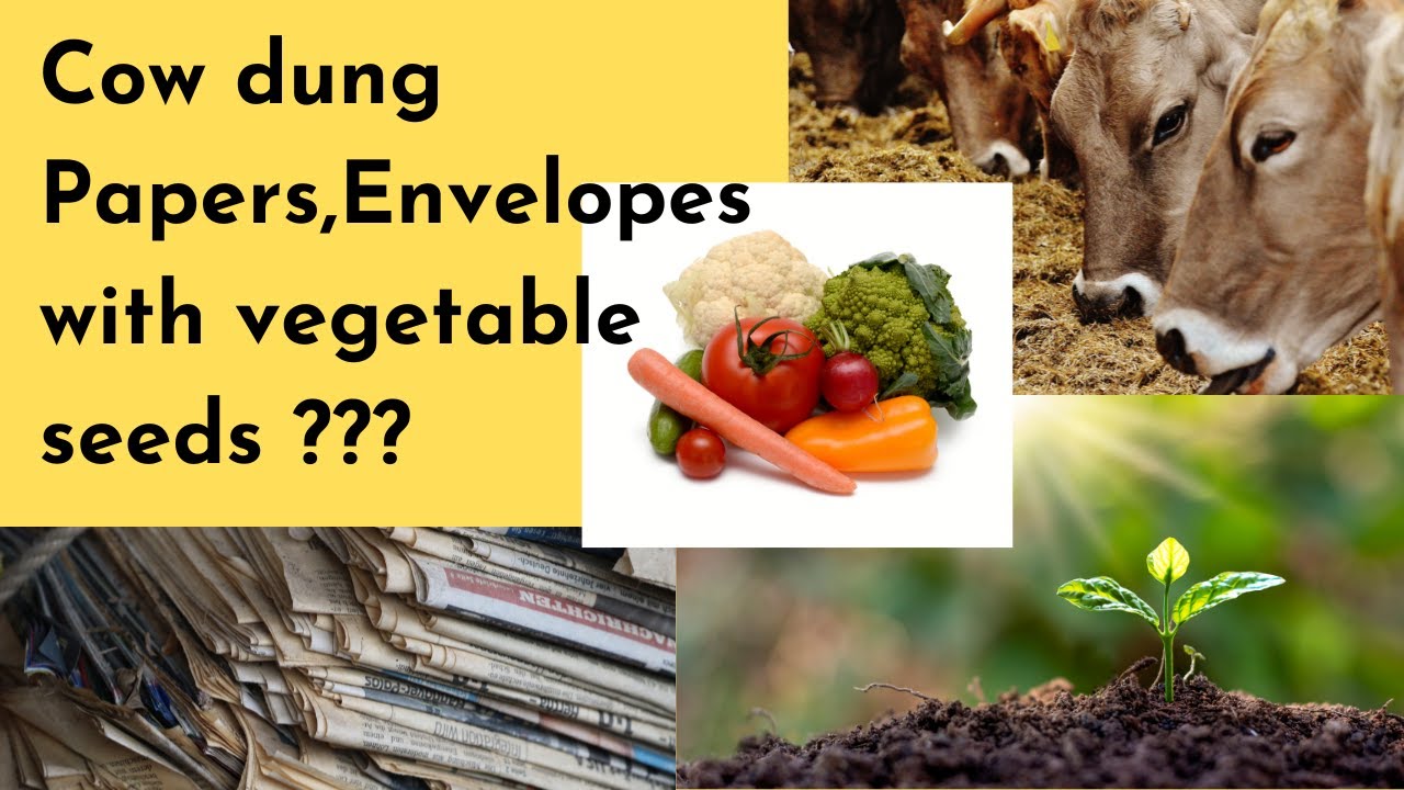 Cow Dung Paper With Seeds Cow Dung Products YouTube cow-dung-paper-with-seeds-cow-dung-products-youtube