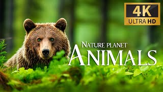 Nature Planet Animals 4K 🐾 Discovery Relaxation Wonderful Wildlife Movie With Relaxing Piano Music