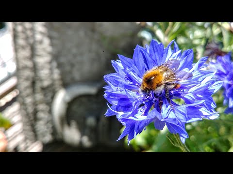 Video: Wann Kornblumensamen pflanzen?