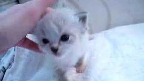 Watch the video about Seal mitted lynx male (big guy!)