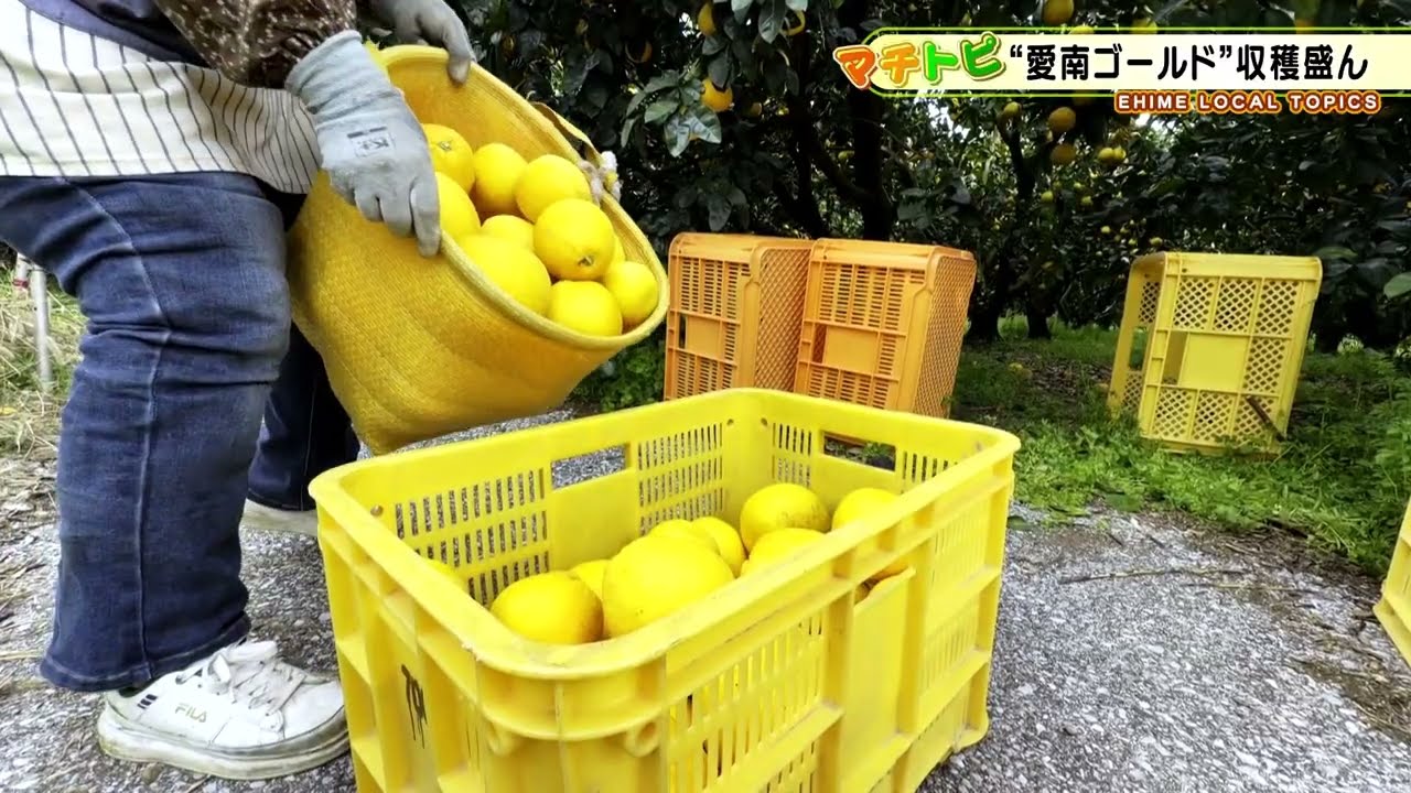 【　本日収穫！　】【風味最高級】【愛媛県愛南町産】　もぎたて★木なり愛南ゴールド Japan's No. 1 Producer] Harvesting of the specialty 