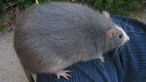 tool replication script is released!