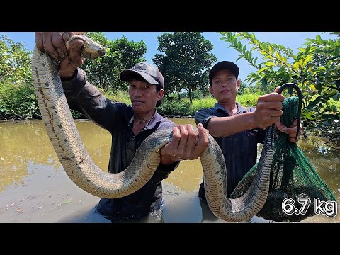 Con Rắn Khủng Ẩn Nấp Trong Đìa Cụ Lâu Năm | Gấc Quê