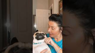 God is good, even when life is not #god #godisgood #pug #puglife #godsplan