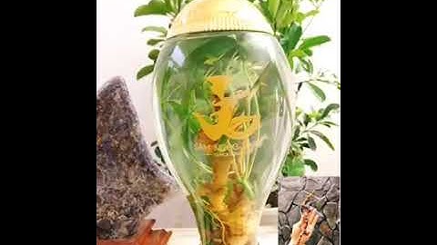 🗝Bình Rượu Sâm Ngọc Linh quý cực chất!