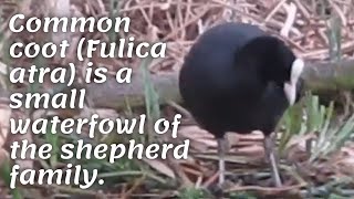 Common coot (Fulica atra) is a small waterfowl of the shepherd family.