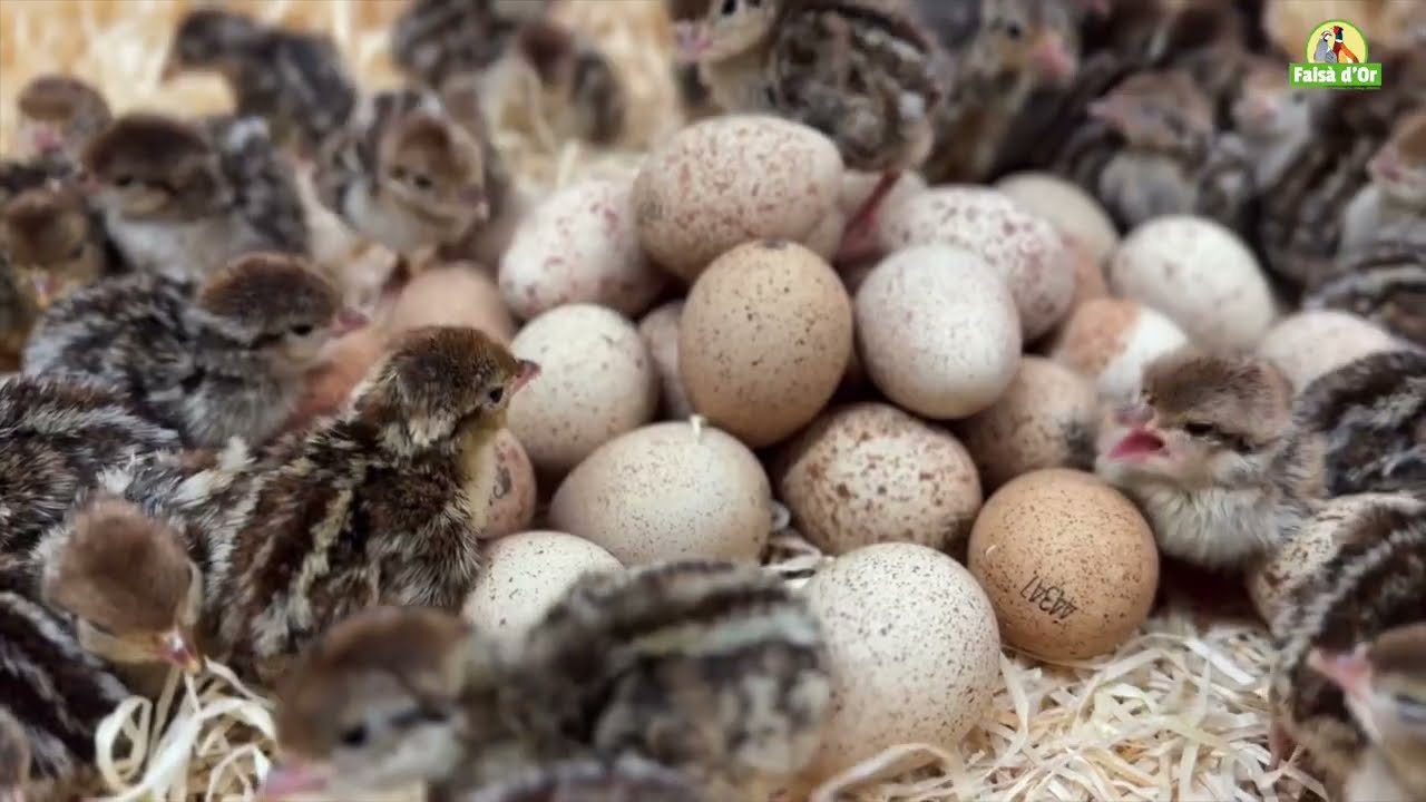Granja de perdiz roja en España: Faisador