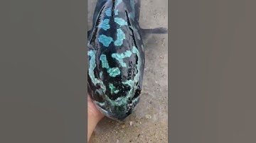 Giant Snakehead