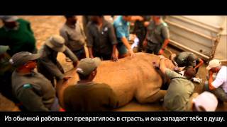 Летящий носорог (Flying Rhinos) Летящий носорог (Flying Rhinos)