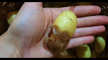Come riconoscere la peronospora della patata?