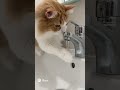 お水を触りたい猫 ネコの癒し