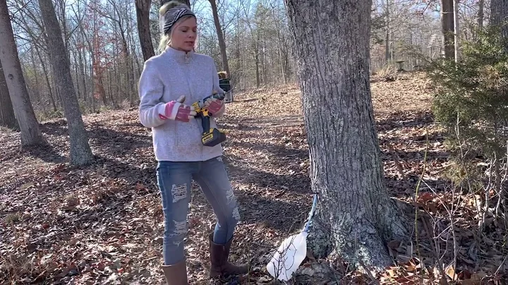 Maple Tapping in Virginia