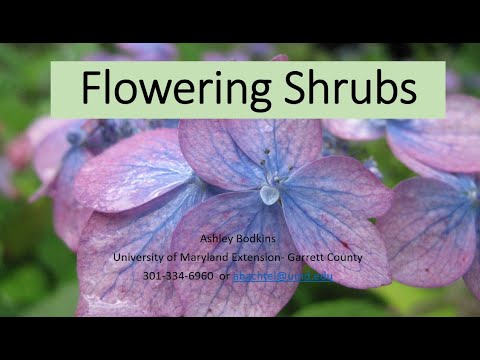 Flowering Shrubs