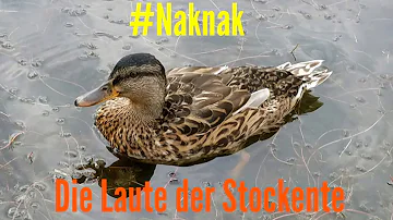 Was für ein Geräusch machen Enten?