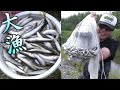 【投網】小鮎の大群で真っ黒！1投で300匹！マジか！？大漁コアユ400匹。塩焼きうまいぞ。簡単、小鮎料理。　川の投網29。捕って食べる。コアユ捕り。爆釣。琵琶湖。Fishing Cast Net