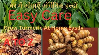 हल्दी लगाने का सही तरीका , घर पर ऐसे लगाएं ऑर्गेनिक हल्दी!HALDI KAISE UGAYE GHAR PAR । GARDENING