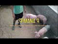 Engorde de Cerdos 🐖 /// semana 9 de vida /// Feliz navidad y un Prospero Año Nuevo