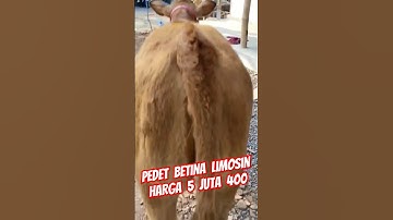 Viral ~‼️PEDET BETINA LIMOSIN HARGA 5 JUTA, HARGA SAPI MURAH, the price of female cattle is cheap