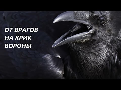 🐦Если каркает ворона, избавляйтесь от врагов и недоброжелателей