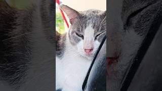 Download Lagu kucing kebelet eek🙀🙀🙀 #kabayantengil #kucing #kucinglucu #andisadut93 MP3