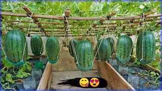 كيفية زراعة البطيخ بهذه الطريقة الناجحة