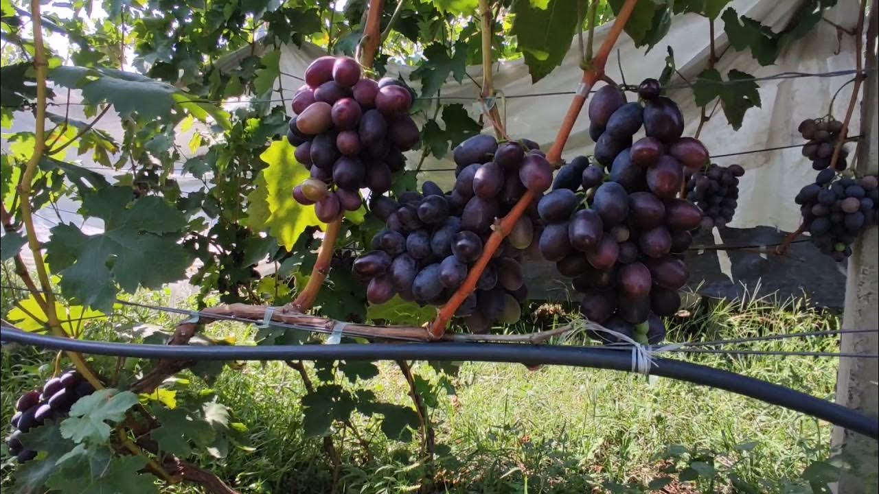 ИНДИАНА ВИНОГРАДНИК КАРПОВА И.А. и РУБЕЛЬ Н.Г. 2018 год ИНДИАНА - YouTube