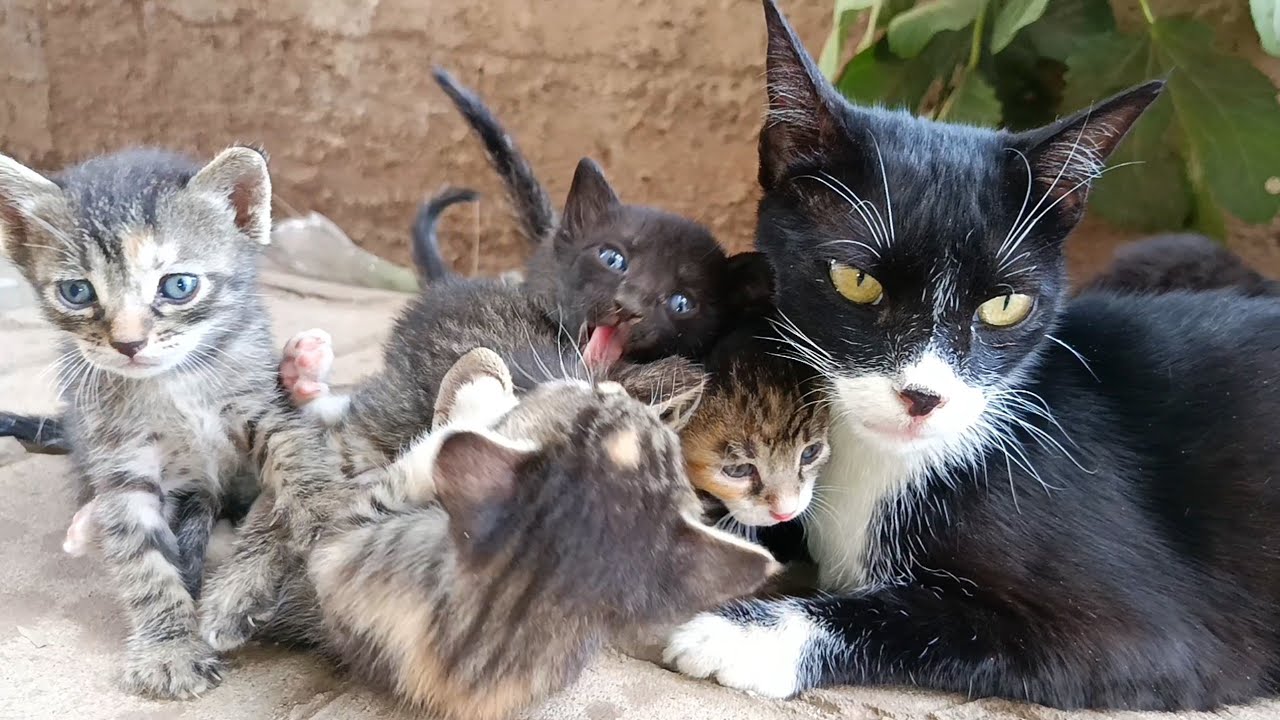 Mother cat allows her kittens to explore outside the box for the first time
