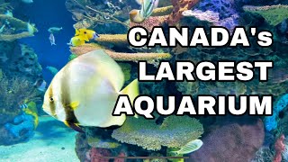 Ripley's Aquarium 2022 - A Must watch before visiting!