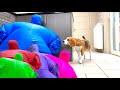 Puppy crying when surprised wman in funny chub suit