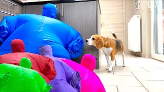 Puppy Crying when Surprised w/Man in Funny Chub Suit
