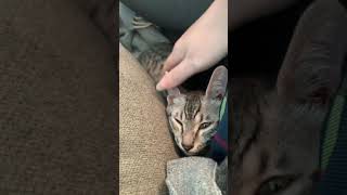 ASMR cuddled kitten purrs and paper noises by MyEgyptianMau 110 views 3 years ago 3 minutes, 2 seconds