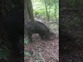 Cinghiale, Sanglier