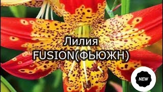 видео: Лилия FUSION (ФЬЮЖН) картинка: Лилия FUSION (ФЬЮЖН)