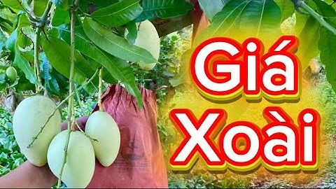 Giá xoài cát hòa lộc, xoài đài loan, xoài cát chu ngày 16 tháng 8, 2025