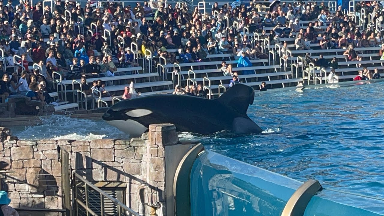Orca Encounter (Full Show) SeaWorld San Diego - December 25, 2025 