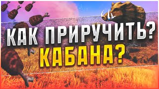 КАК ПРИРУЧИТЬ КАБАНА В Valheim? ► Valheim