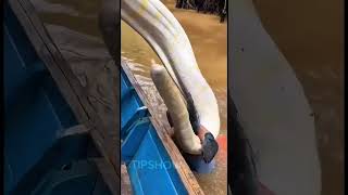 Enfoque salvaje, nos apareció una anaconda blanca de repente 😰. #fyp #anaconda #rioamazonas #real