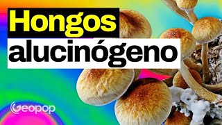 What Effects Do Magic Mushrooms Have on Our Brain? Psilocybin and How It Works