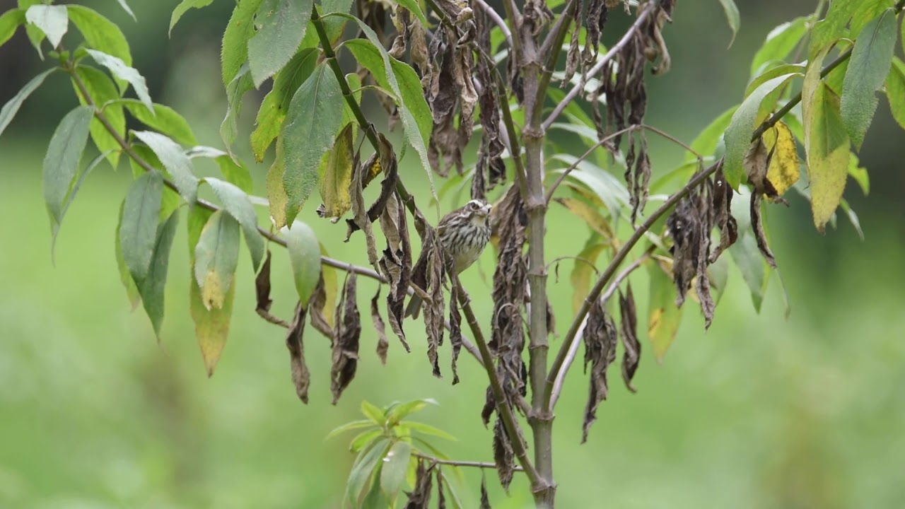 Streaky Seedeater (Harenna Forest) 