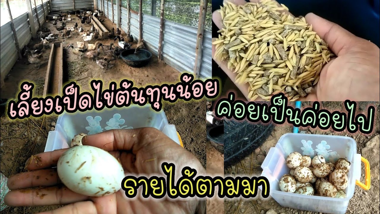 มือใหม่หัดเลี้ยงเป็ดep.12 เลี้ยงเป็ดไข่ต้นทุนน้อยค่อยเป็นค่อยไป รายได้ตามมา เป็ดไข่ เกษตรผสมผสาน