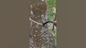 New Rubber tapping 🌳🌳#shorts #rubbertapping #rubbertree #rubberfarming #rubberplant #shortsfeed