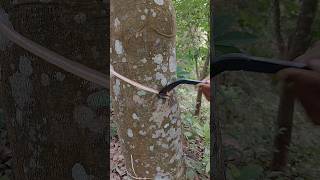 New Rubber tapping 🌳🌳#shorts #rubbertapping #rubbertree #rubberfarming #rubberplant #shortsfeed
