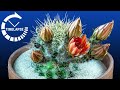 Cactus Flowers Blooming in Timelapse - 8 Hours in 6 Seconds