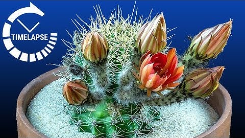 Cactus Flowers Blooming in Timelapse - 8 Hours in 6 Seconds