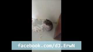 Vurulmuş Numarası Yapan Hamster :)