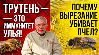 Вырезание трутней — ошибка! Как они дают +20% к медосбору