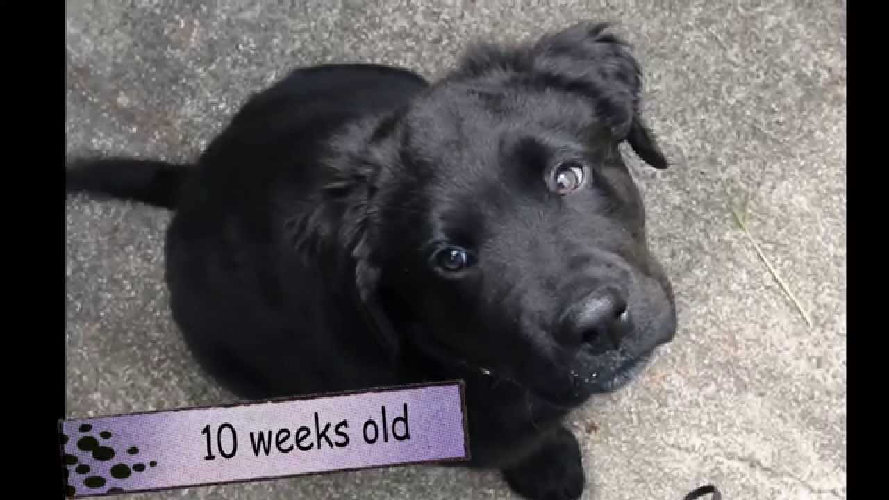 black lab border collie mix puppy