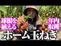【今年こそ年内にいっぱい収穫したい】ホーム玉ねぎとしてソニックを植えました
