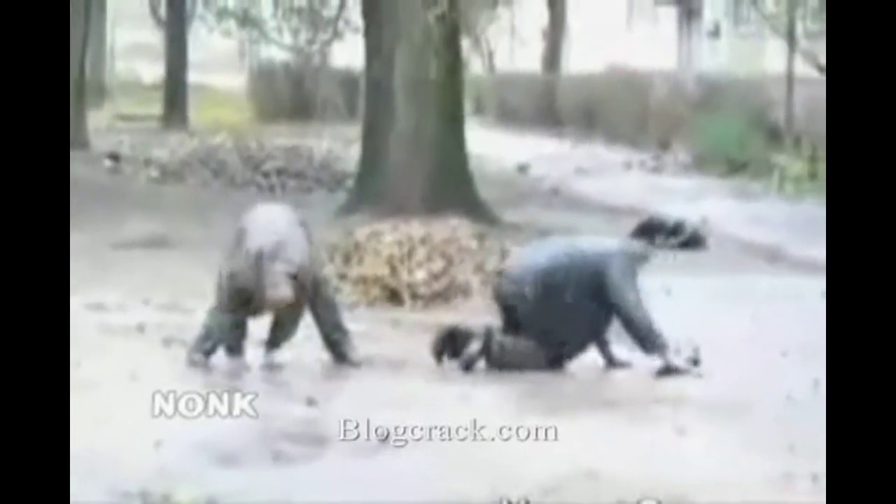 Probeiren Van Nor Hois Te Goon - OpCeeDee