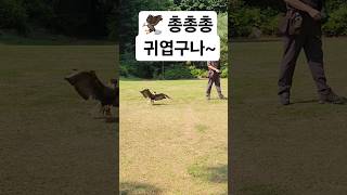 독수리 귀엽구나~ #독수리 #새 #동물 #animals #총총총 #애완동물 #귀여운 #korea #zoo #eagles